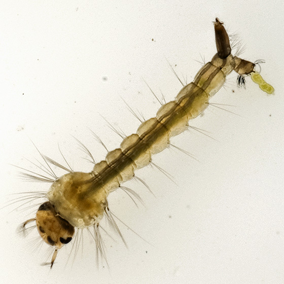 telur nyamuk menetas menjadi larva